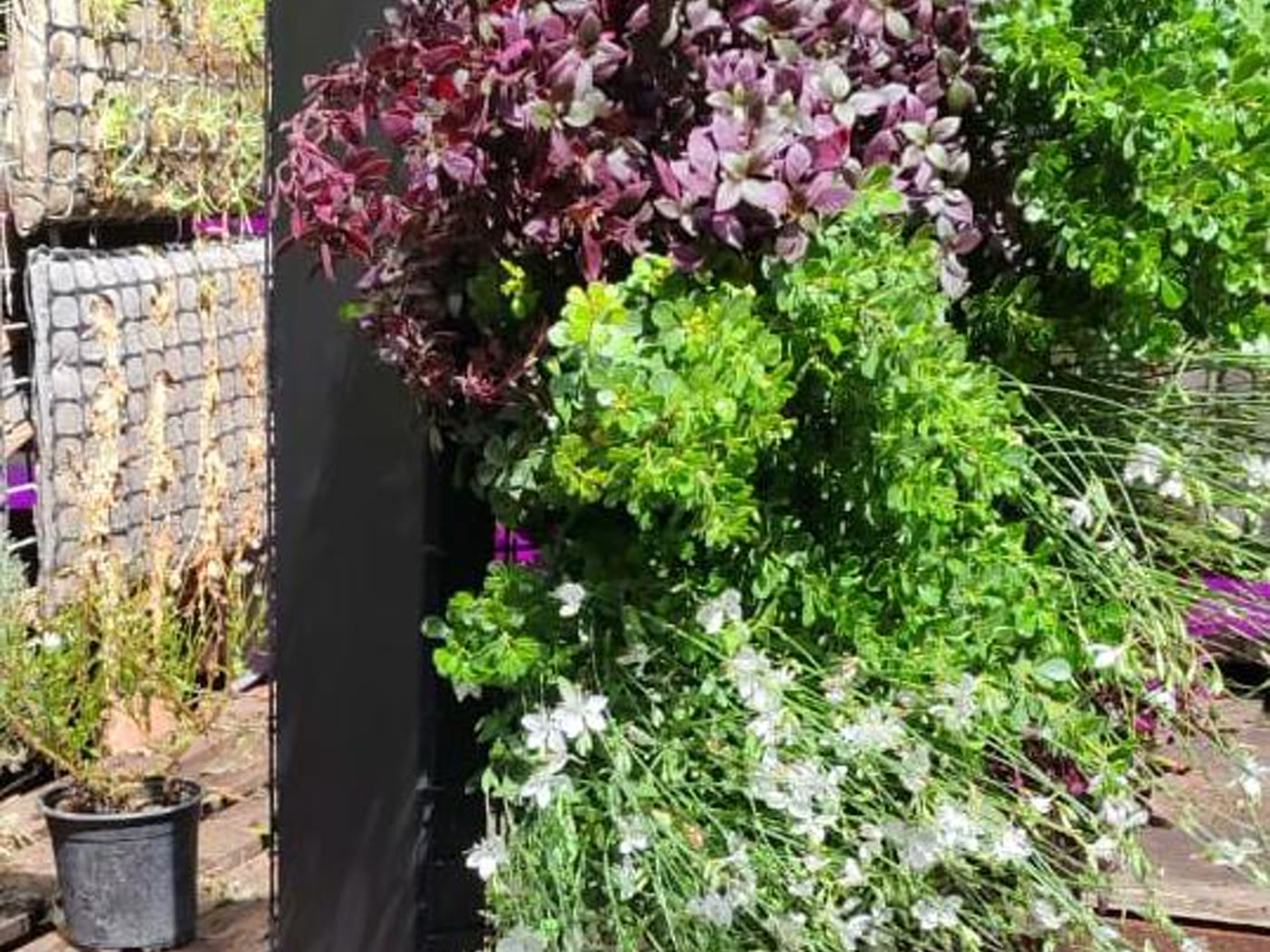 Módulo con plantas utilizado en el sistema de arriendo