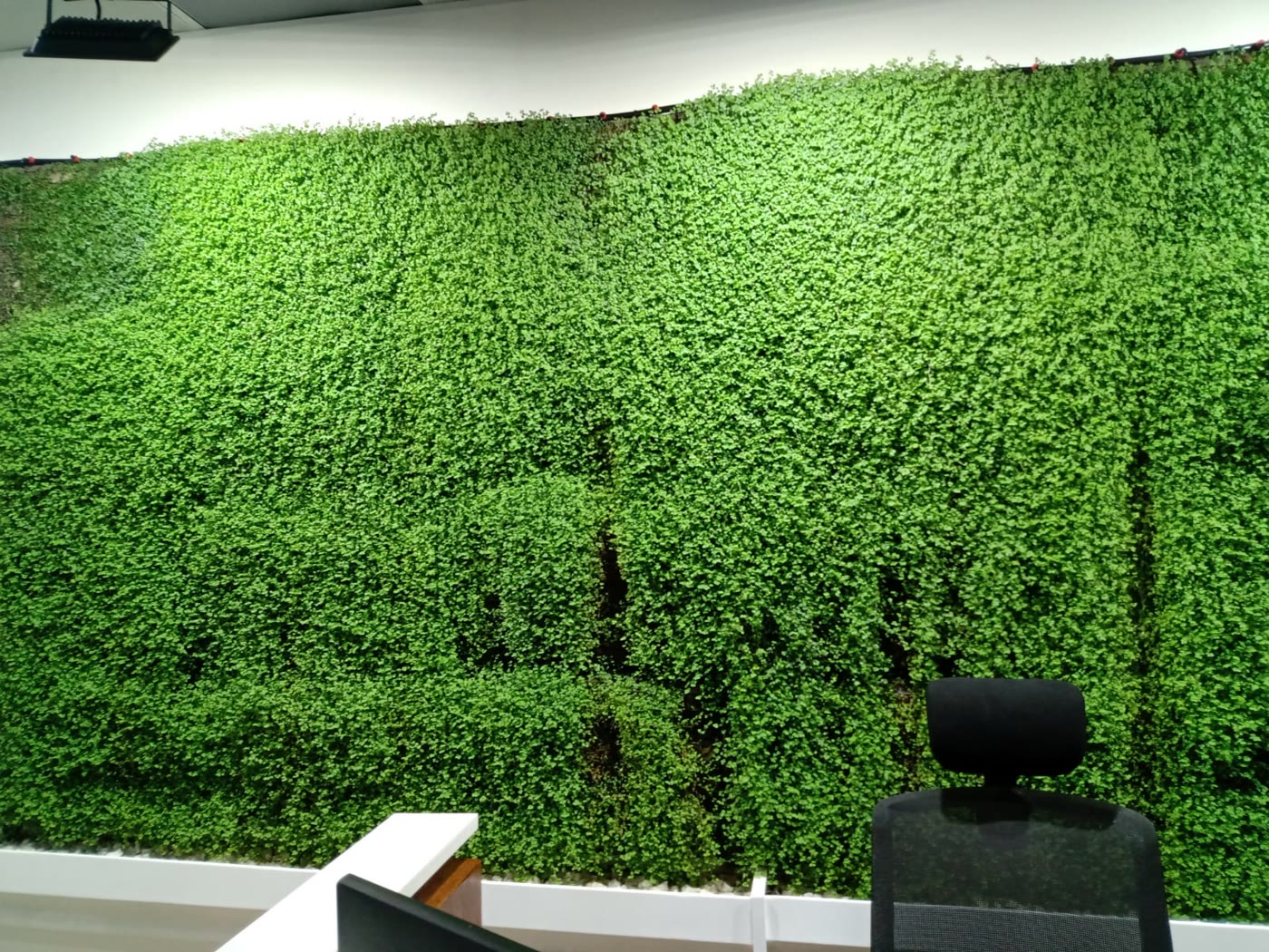 Muro verde natural instalado en una oficina corporativa